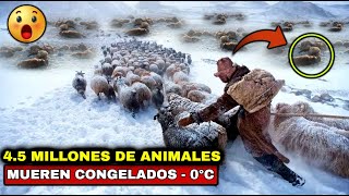 🔴ESTO NO ES NORMAL 45 MILLONES DE ANIMALES MUEREN CONGELADOS TRAS LA PEOR TORMENTA INVERNAL 0 °C [upl. by Goggin]