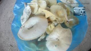 Finding amp Picking MUSHROOM LENTINUS SQUARROSULUS [upl. by Mall]