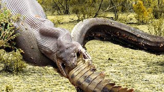 Extreme fight Crocodile vs Snake Wild Animals Attack [upl. by Terryn]