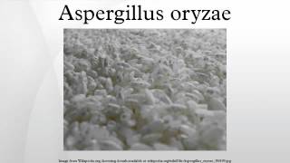 Aspergillus oryzae [upl. by Heddi]