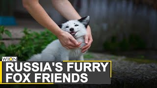 Domesticated foxes of Novosibirsk  A decades long scientific experiment of Russia  World News [upl. by Atla]