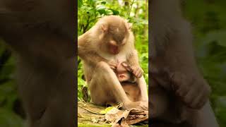 ❤️அம்மா அன்பு mummylove babymonkybab monkeylovetamil song music tamilsong cover 02871 [upl. by Andrea488]