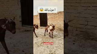 هجم على غفله 🐐 فحول ماعز الدهم goat shorts [upl. by Cleasta]