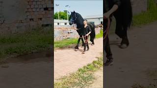 Horse dance video🐴 ghoda youtubeshorts ytshorts youtubeshorts horseenthusiast [upl. by Bernette]