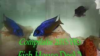 HD Deel 2 De Malawi Cichliden Specialist COMPILATIE 2015 DMCS Fish House Cichlids [upl. by Riccardo]