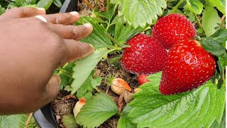 Cultiver des fraisiers dans une tour à pommes de terre de chez Action CultiverDesFraisiers [upl. by Enreval281]