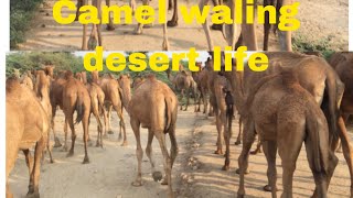 Camel Walking in desertWalking Camel Desert [upl. by Asilef]