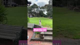 STUBBORN Husky Doesnt Care When ATTACKED By Magpie [upl. by Ankney468]