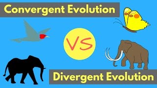 Convergent Evolution vs Divergent Evolution  Shared Traits Explained [upl. by Aloisia460]