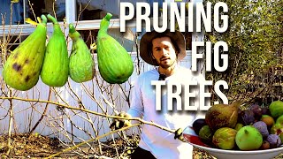 How to Prune OVERGROWN amp TALL Fig Trees [upl. by Erusaert]