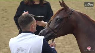 N 13 MEL AL JASSIM 4th Qatar Arabian Breeders Cup 2024 Yearling Fillies Class 1A [upl. by Immij]