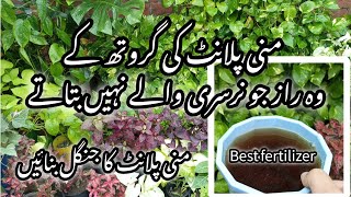 Best homemade orgenic fertilizer for money plantMoney plant care tips [upl. by Cordell]