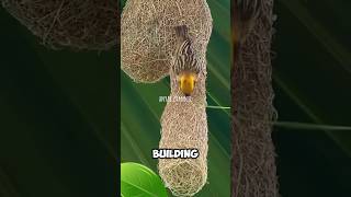 The weaver bird building its elaborate nest birds facts [upl. by Burget]