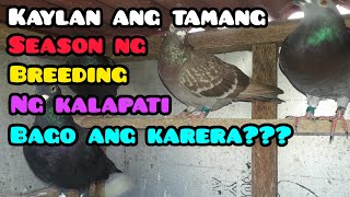 KAYLAN ANG TAMANG SEASON NG BREEDING NG KALAPATI [upl. by Rebane]