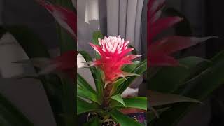 Pretty flower Bromeliad flowers short shorts bromeliad nature [upl. by Avrenim]