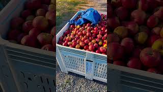 The best ciders in MN exploreminnesota minnesota exploremn foodie foodvlog mn mulledcider [upl. by Ahsen]