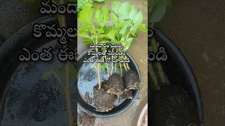 Easy to grow hibiscus plant from cuttings youtubeshorts shorts shortsyoutube hibiscus [upl. by Yenhoj]