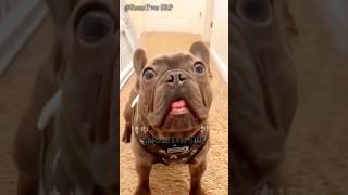 Funny dog americanbully [upl. by Ciardap]