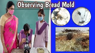 How to observe Bread Mold under microscope  Observing Rhizopus under microscope [upl. by Faustena]