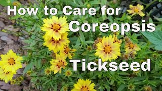 How to Care for Tickseed  Care for Coreopsis Plant  How to Deadhead Tickseed Coreopsis [upl. by Tildi]