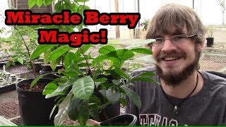 How to Grow Miracle Berry Trees in Containers [upl. by Spevek]