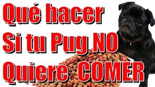 Qué hacer si tu pug no quiere comer [upl. by Derwin644]