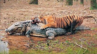 Most Incredible Wild Animal Battles Caught On Camera [upl. by Yremrej663]