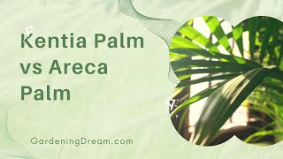 Kentia Palm vs Areca Palm 1 [upl. by Fenny]