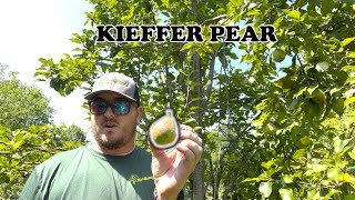 Kieffer Pear By Morse Nursery [upl. by Refinnaej664]