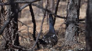 Blackbilled Capercaillie [upl. by Ahseinet]