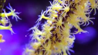 Macro Aquarium [upl. by Annua]