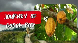 The Fascinating Journey of Cocoa Pods Part 1 travel viralvideo cocoa [upl. by Harbour]