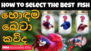 කඩේ ඉන්න හොඳම Fighter මාළුවා තෝරාගන්න ලේසිම විදිය Betta fish sinhala ✅️ [upl. by Aipotu]