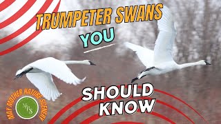 Trumpeter Swans You Should Know 20240303 [upl. by Oiuqise231]