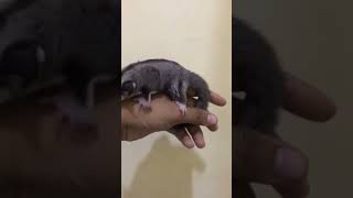 joey sugar glider [upl. by Coates]