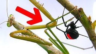 Deadly Spider Vs Giant Praying Mantis Part 1 Educational Spider Study [upl. by Osicran837]