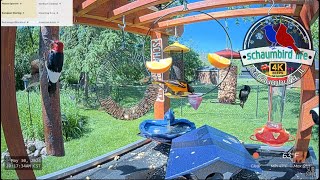 Explore Illinois Bird Feeder Live Stream w Merlin ID amp Critters in 4K 60fps 50 Species Observed [upl. by Namreg]