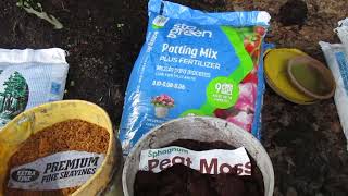 Potting soil mix 2024 for Amaryllis [upl. by Malinowski857]