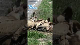 Vulture I Vulture sound animals trending viralvideo shortsfeed animalsforkids [upl. by Ashok]