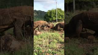 Komodo dragons eating deer 🦖wildlife komodo [upl. by Allimrac]