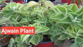 Ajwain Plant Grow amp Care  Cutting Propagation Hardyamp Parmanent Plant  Beautiful Plant [upl. by Awjan]