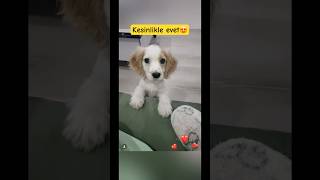 Stres savar 😅köpek komikhayvanlar hayvansever patilidostlar keşfetteyi̇z atakum beybiebeyi [upl. by Sopher243]