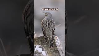 Morgentoilette bei der Alpenbraunelle shorts birds swissalps mountains wildlife niesen [upl. by Nyladnek]