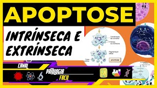 Apoptose  Via intrínseca e via extrínseca Aula 07 Atualizado [upl. by Byram]