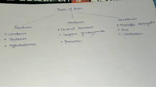 Parts of Brain  cerebrum  cerebellum  Hindbrain  Forebrain  midbrain pons [upl. by Lonee]