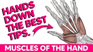 Hand Muscles│Anatomy Tips Tricks and Mnemonics [upl. by Eiresed691]