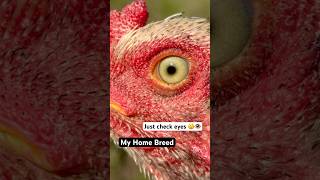 Wow Amazing Eyes Of My Home Breed Rooster 😲🐓shorts rooster chicks youtubeshorts [upl. by Myrle154]