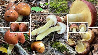 Körnchenröhrling Verwechslung amp Portrait  Schmerling Schälpilz Schalschwamm Suillus granulatus [upl. by Holcomb918]