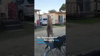 Kangaroos box each other in intense showdown at caravan park Shorts [upl. by Llertram]