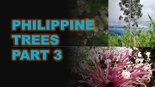 Philippine Trees [upl. by Sible]